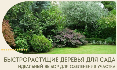 Быстрорастущие деревья для сада идеальный выбор в Чебоксарах