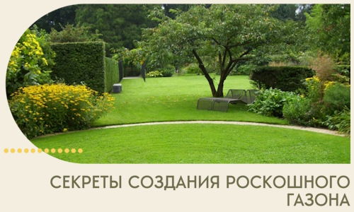 Секреты создания роскошного газона в Чебоксарах